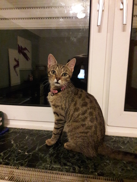 Can you tell what breed?