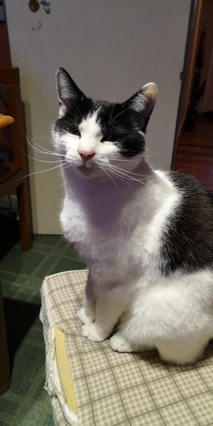 Food for senior cat