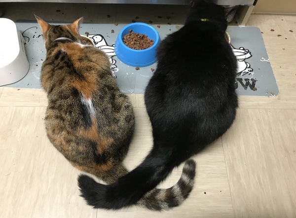 Posting for traffic - cat issue