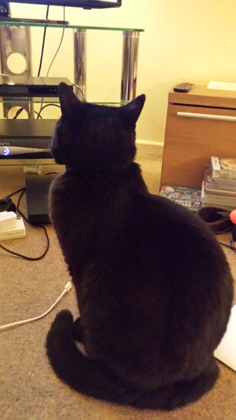 Westministenders: Canada Plus and the Transition Phase