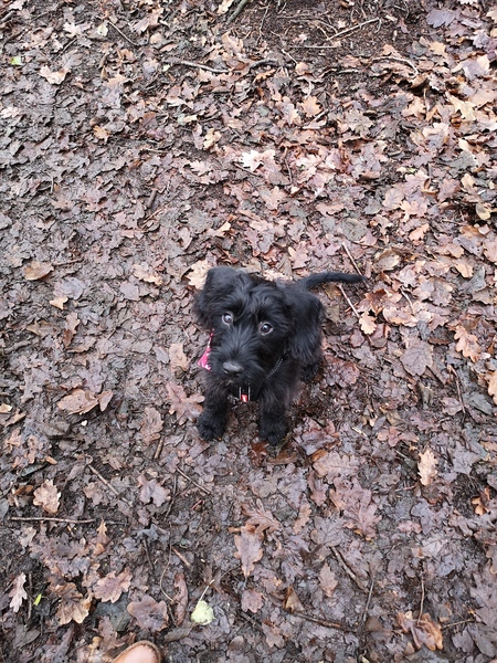 Whose dog is the cutest?