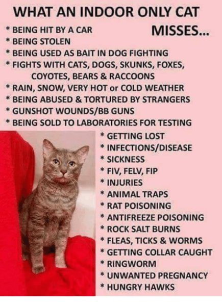 Is it fair to have an indoor cat?