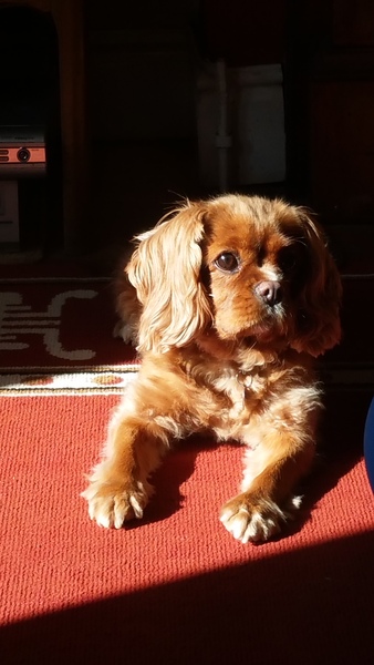 Missing my dog