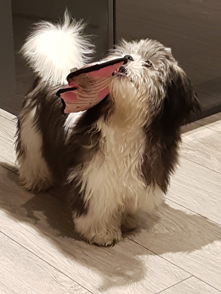 If you have a small(ish) dog what dog do you have and why did you choose them?