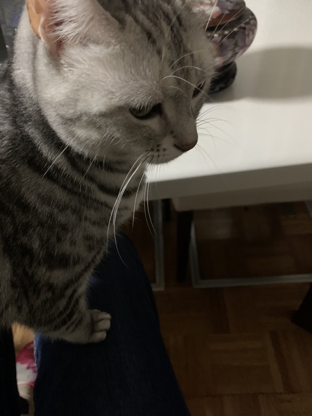How to create a lap cat