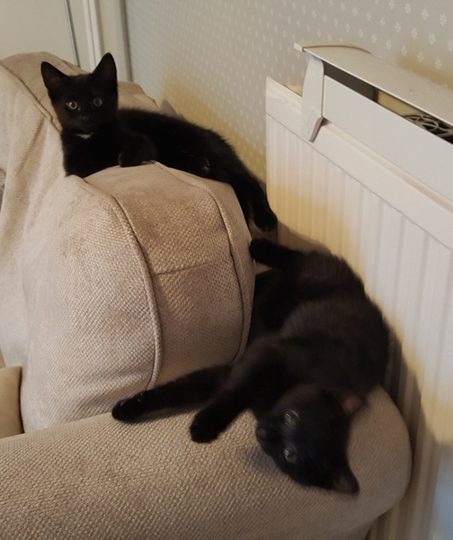 What is your favourite colour of cat ?