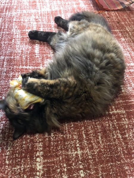 Mollies Mice. Best cat toys ever!
