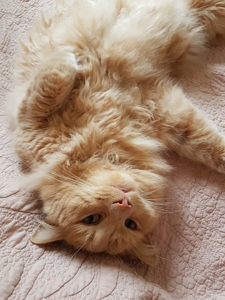 What is your favourite colour of cat ?