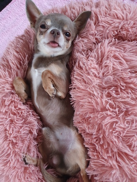 Whose dog is the cutest?