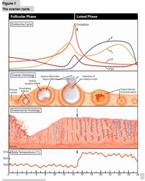 Ovulation Corner