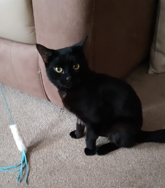 New rescue cat wont poo in litter tray