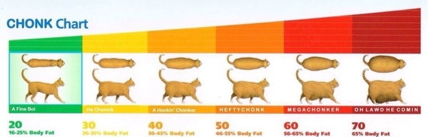 Fat cat? With picture.