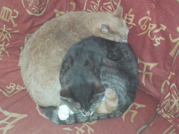 Thug Cat part 2. What, has this thing appeared again tonight?