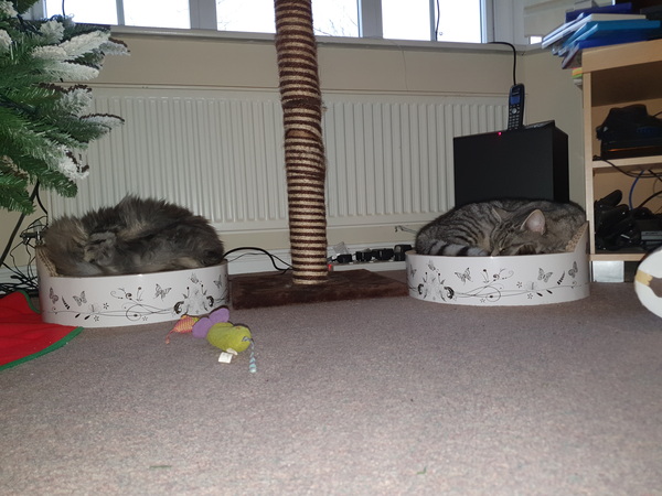 Help with recommended cat equipment please - I need everything, fast!