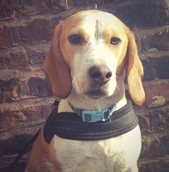BEAGLES- what do I need to know?