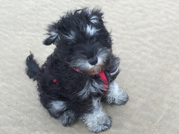 Whose dog is the cutest?