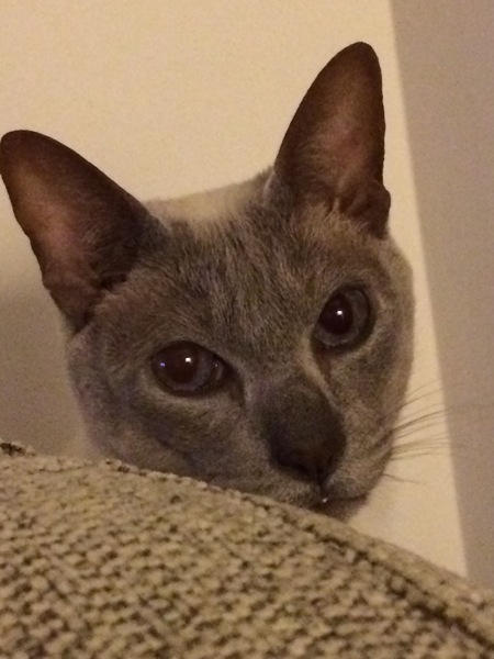 Westminstenders: The Final Week