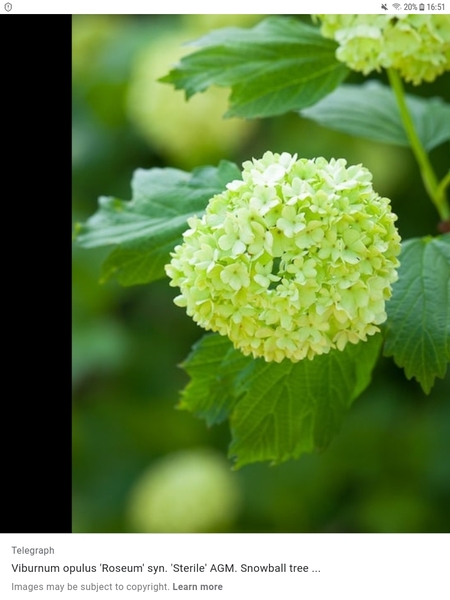 Can anyone help me identify a particular flower ?