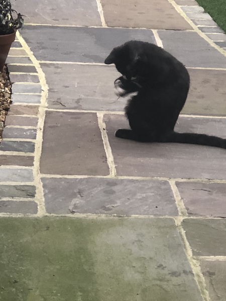 How and when do you let kitten outside?