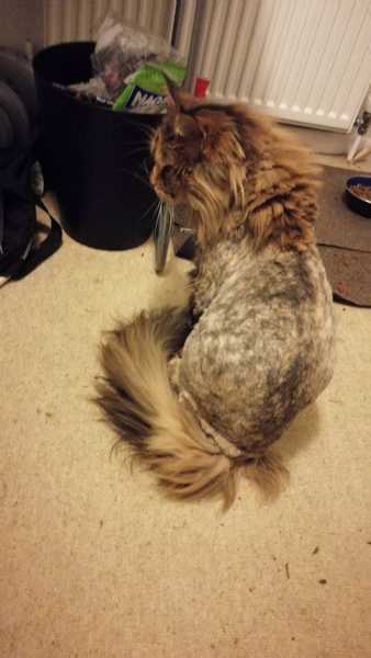 This is Ophelia...