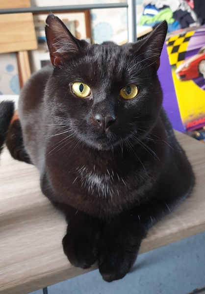 I can't look at my cat :(