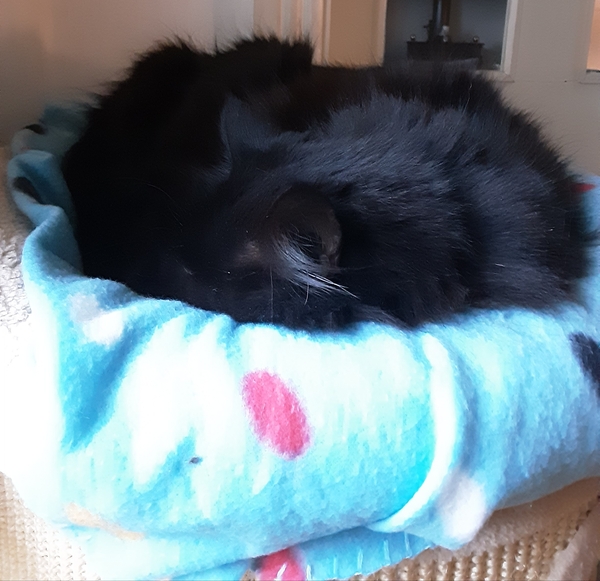 What's your DCat up to today? (Thread 7!)