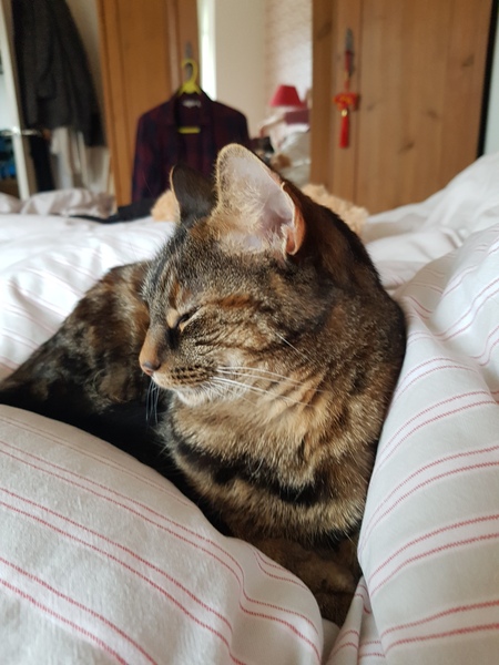 Westminstenders: War and Weirdos