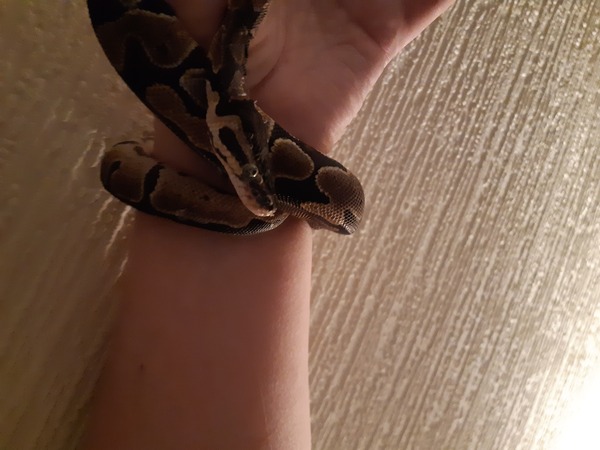 What pets have you had and which do you think are best?
