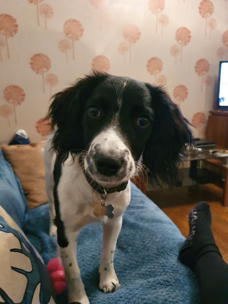 Whose dog is the cutest?