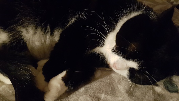 What is wrong with DCat1's chair?