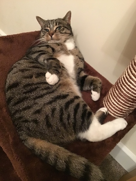 What is your favourite colour of cat ?