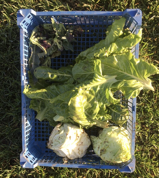 Allotment/Veg Patch Thread 14 ! growing into summer