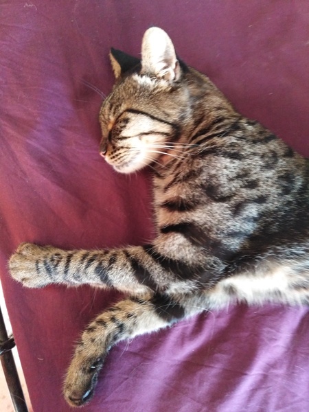 What's your DCat up to today? (Thread 7!)