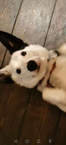 Whose dog is the cutest?