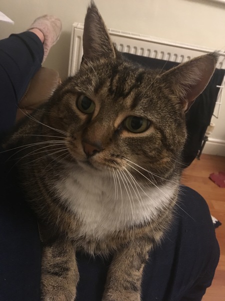 Cat chat - The Ollie and Paws show, with extra Little K drama