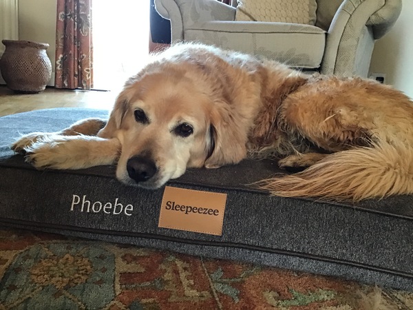 How spoilt is your dog?