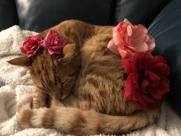 To ask the grossest thing your pet has done?