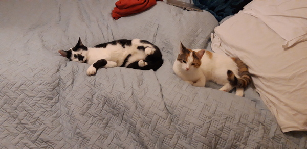 Help with recommended cat equipment please - I need everything, fast!