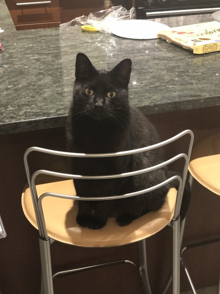 My cat is a dick!