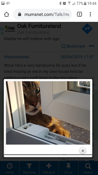 Thug Cat part 2. What, has this thing appeared again tonight?