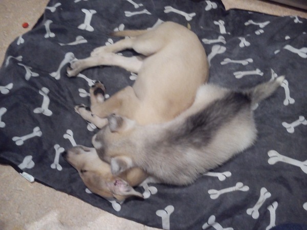 Whose dog is the cutest?