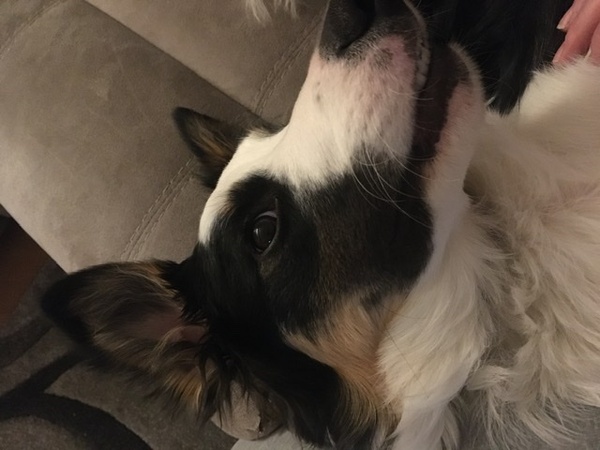 Whose dog is the cutest?