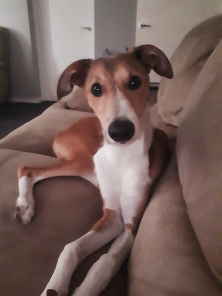 Whose dog is the cutest?