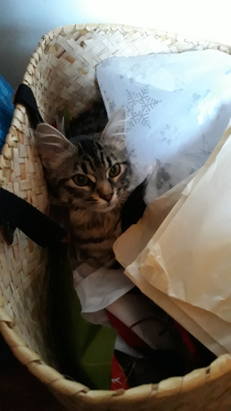 Westminstenders: War and Weirdos