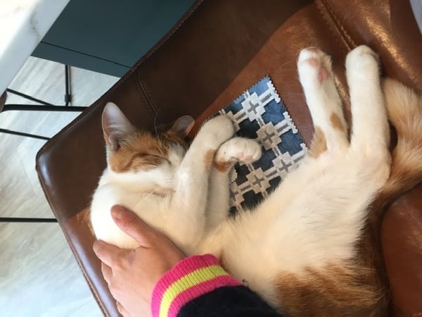 Help with recommended cat equipment please - I need everything, fast!