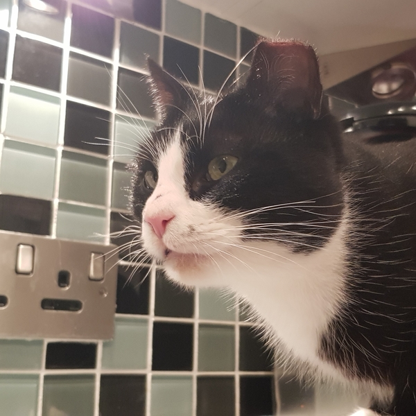 I can't look at my cat :(
