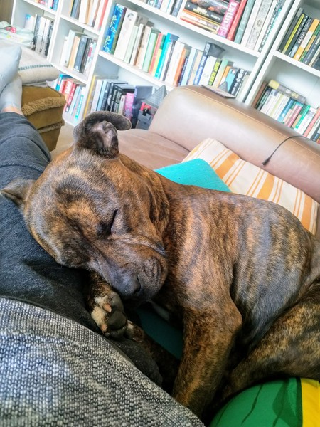 Whose dog is the cutest?