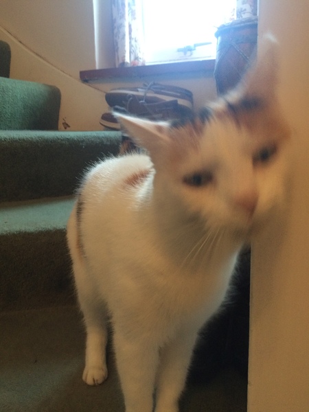 Westministenders: Canada Plus and the Transition Phase