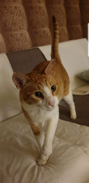 I can't look at my cat :(