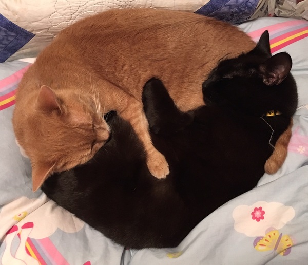 Thug Cat part 2. What, has this thing appeared again tonight?